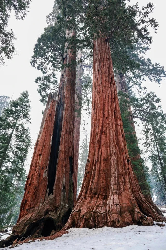 Giant Sequoia Seeds (Sequoiadendron giganteum) – 2025 Harvest