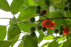 Broussonetia Papyrifera Paper Mulberry Tree Seeds – Edible Sweet Fruit