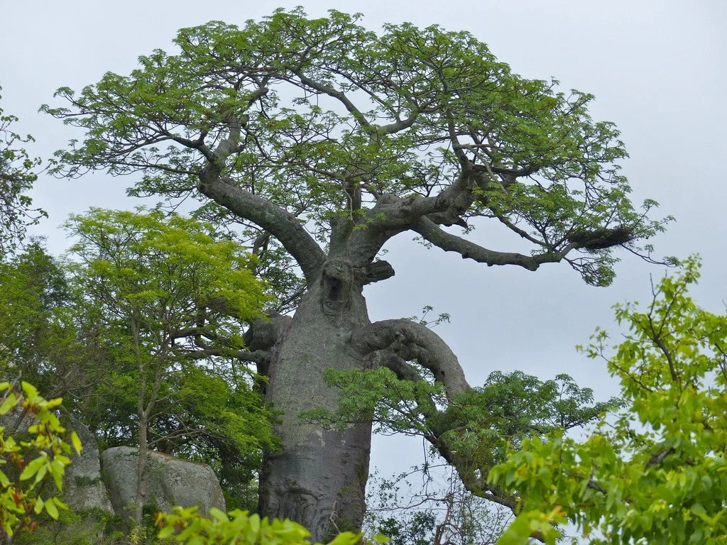 African Baobab Tree (Adansonia digitata) – Rare Caudex Bonsai Plant