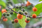 Broussonetia Papyrifera Paper Mulberry Tree Seeds – Edible Sweet Fruit