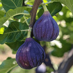 Texas Blue Giant Fig Seeds Large Sweet Fruit Tree Garden USA