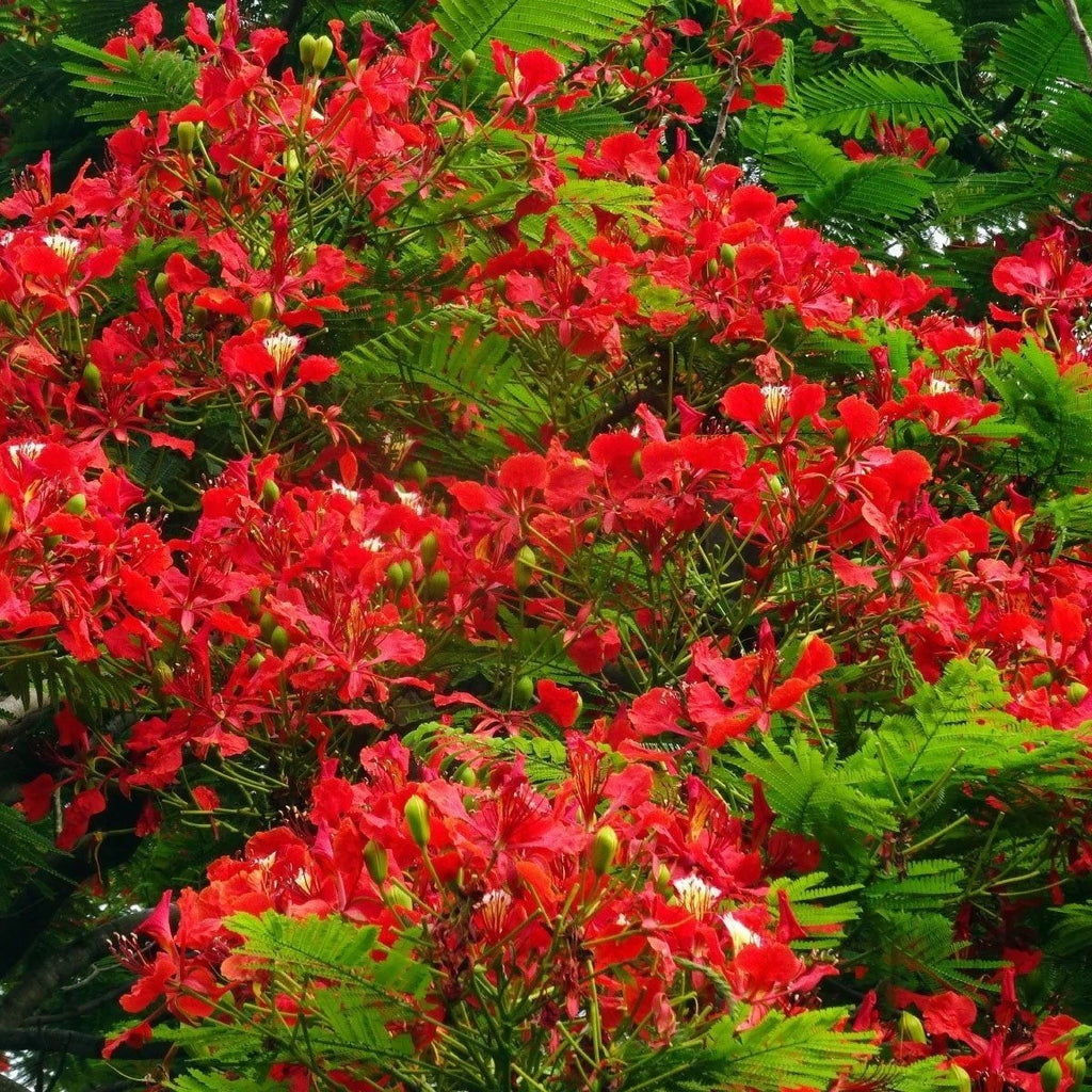 Delonix regia Royal Poinciana Red Flame Tropical Tree Seeds