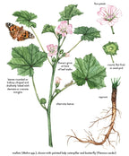 Common Mallow (Malva neglecta) Seeds – Hardy Pink Wildflower – Easy Grow Gr