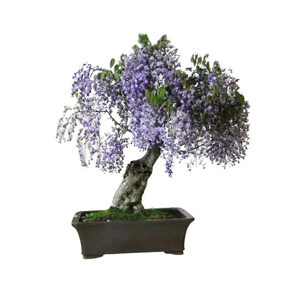 Paulownia tomentosa Seeds Royal Empress Fast Growing Tree