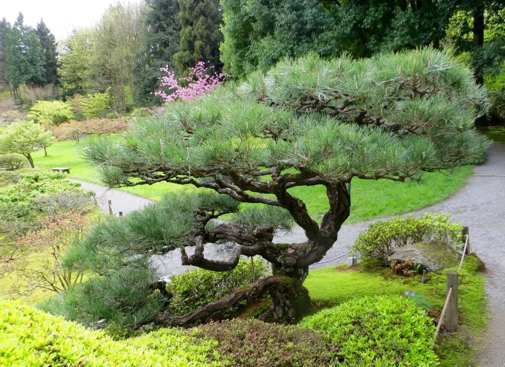 Japanese Black Pine Bonsai Seeds | High Germination Success