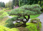 Japanese Black Pine Bonsai Seeds | High Germination Success