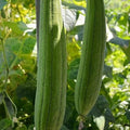 Super Long Luffa Gourd Seeds - Non-GMO, Loofah Sponge Gourd Seeds
