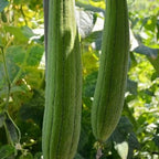 Super Long Luffa Gourd Seeds - Non-GMO, Loofah Sponge Gourd Seeds