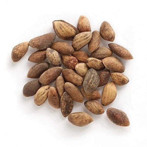 Japanese Black Pine Bonsai Seeds | High Germination Success